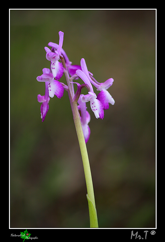 Orchis longicornu?